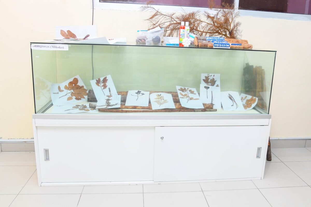 Museum showcase of marine specimens and shells on a white display case