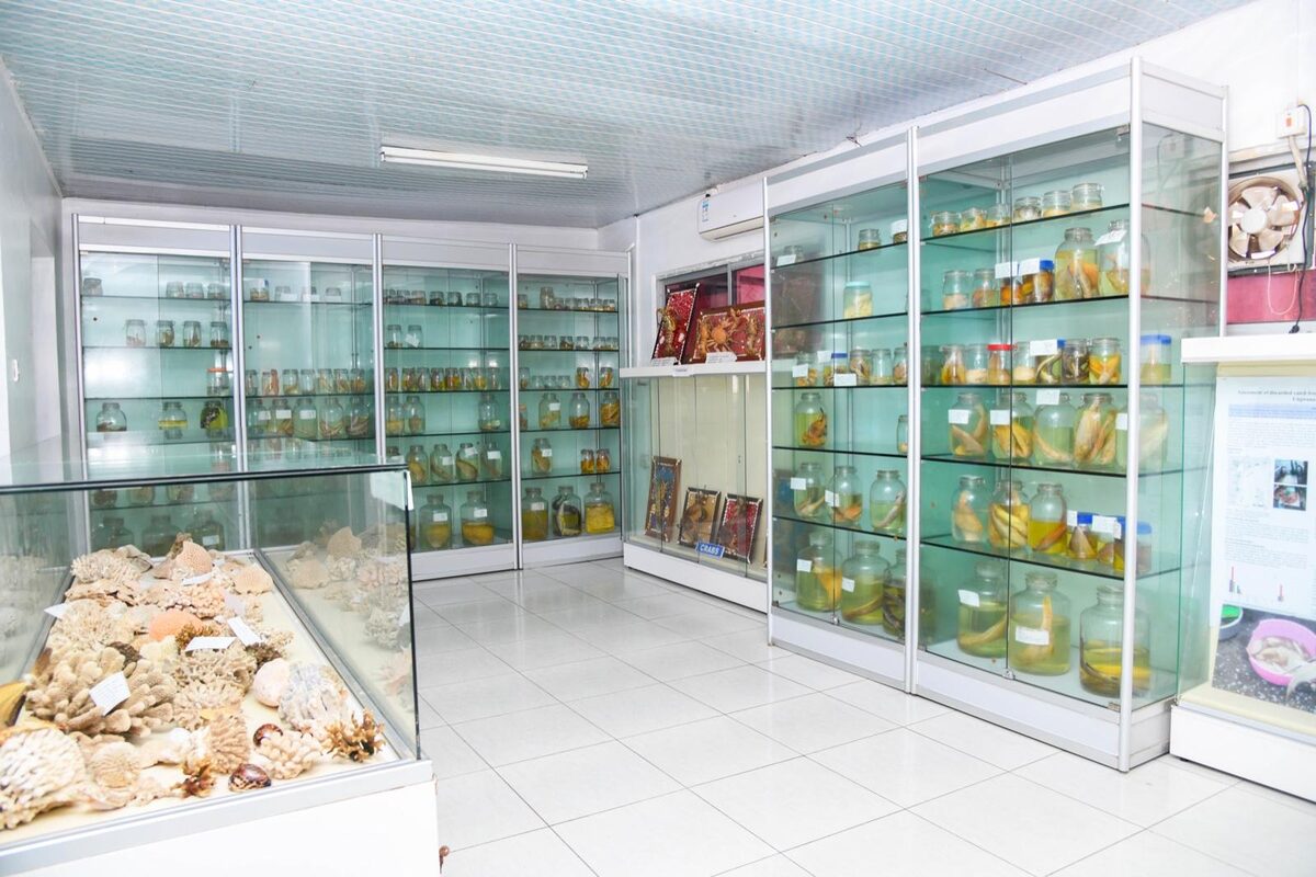 Tall glass cabinets of preserved marine specimens in the KMFRI Marine Museum