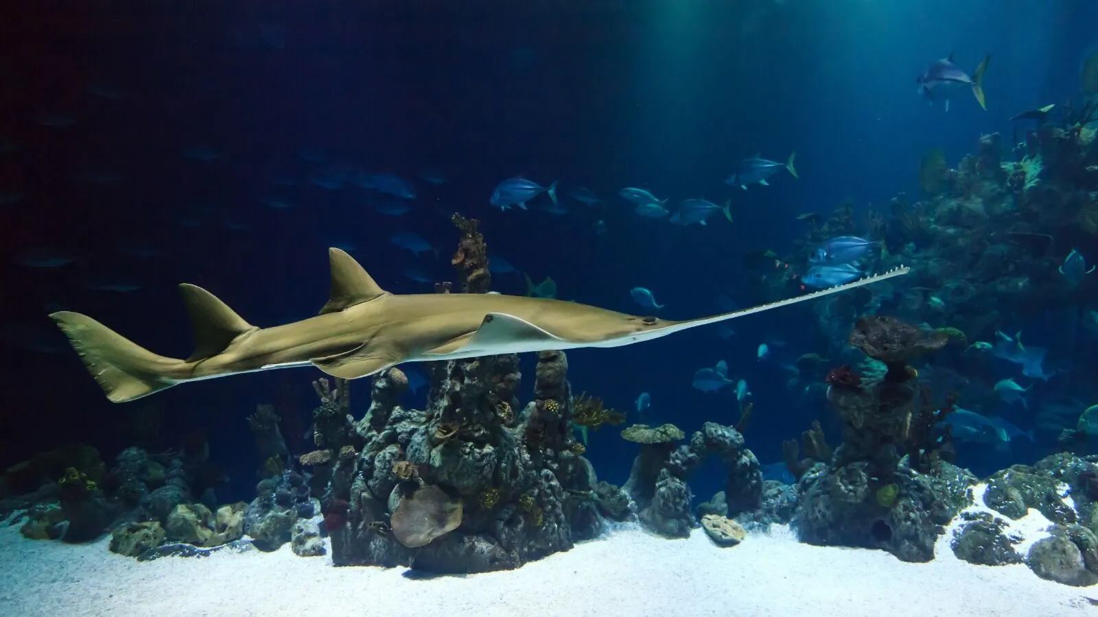 Oceans & Coastal Systems